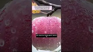 Космонавты и добавки