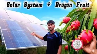 Solar System Aur Dragon Fruit Farm Vlog | Mere Farm House Ki Kahani | Ajay Sikrai #vlog #farmer 