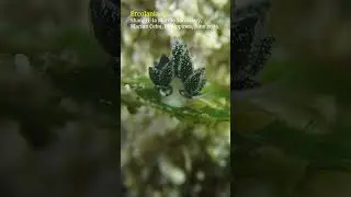 Ercolania #seaslug #cebu #scubadiving