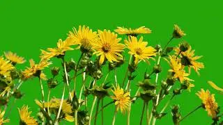moving yellow flower green screen 4k video free