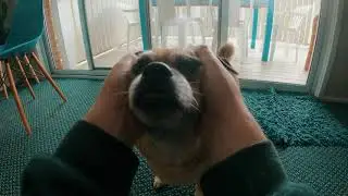 POV patting my dog in 4K, GoPro hero 9