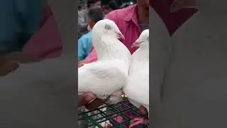 Highflyer quality Pigeon's for sale!😃👍🏻❤️#nagpur#kabutar#pigeonlover#shortvideo#tara#subscribe