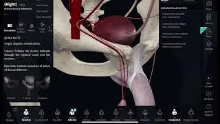 Blood supply for testicle and what to do in testicular artery ligation 