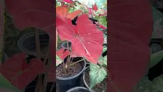 Pink caladium #shorts