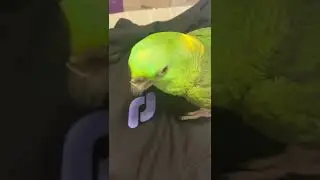 Unboxing My Discord Partner Merch (Bird reveal at the end)