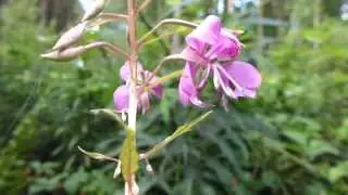 Willowherb - Chamaenerion angustifolium - Sigursk&uacute;fur - D&uacute;nurtir - Villtar pl&ouml;ntur  - Fj&oacute;lubl&aacute; bl&oacute;m