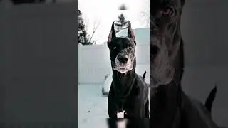 Black Great Dane Dog 😈😈|| Big dog || New Video #shorts
