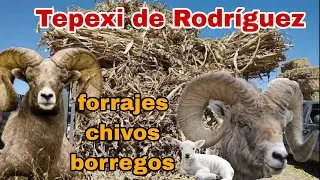 forrajes , chivas , borregos en MORALILLO PUEBLA