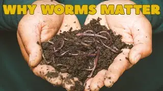 Why Earthworms Are More Important Than You Think