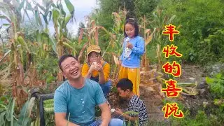 一家人团聚玉平干劲十足，带着4个宝贝掰玉米，弄几十斤大丰收了