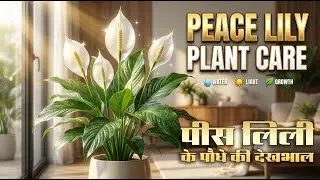 पीस लिली के पौधे की देखभाल | PEACE LILY Plant Care, Growing Tips #peacelily #peacelilycare #plants