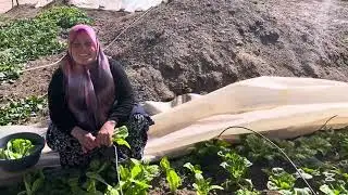 Ispanaklarınızla bu yemeği mutlaka yapın bayılacaksınız 🥬👩‍🍳