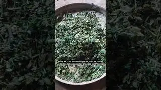 POC Daun Kelor - Pupuk Organik Cair Daun Kelor #berkebun #caramerawattanaman #pertanianorganik