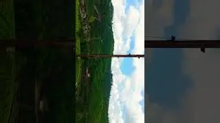 #tea garden #green #save nature 💚#travel #bikelover #trip #2024