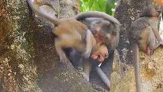 Spoil teenage monkey try to request milk from mother many time, teenage monkey was bea-ten by mother