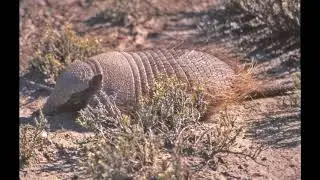 Algunas aves, animales y paisajes de Península Valdés Chubut Argentina 2020