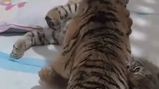 Two fierce little tiger cubs started fighting.🐯😘#tiger #animals #cutecat #zoo 