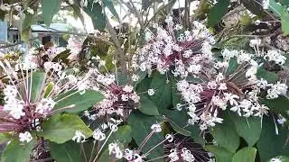 Clerodendrum quadriloculare! Starburst ! Звезден храст !
