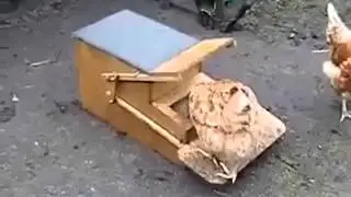 a smart chicken