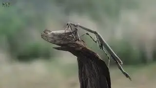 WILD ANIMAL #FIGHTING _FOOD# AMAZING VIDEO #*