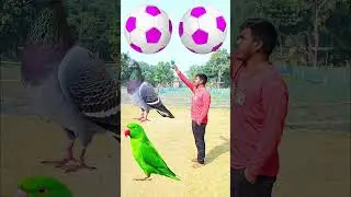 Rounding coconuts to Duck, Peacock, Pigeon & Parrot - Birds names magic video