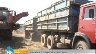 6-08-15 - Уборка свеклы в ЗАО 