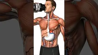 Benefits & Side Effects of Protein Shakes #3danatomy #3danimation #asmr #proteinshake