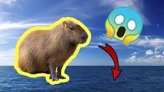 Capybara swim under water