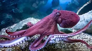 octopus 