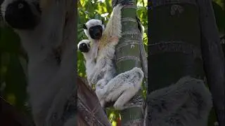 Coquerel's Sifaka Lemur Mother And Baby #lemur #shorts