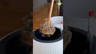 🌱 &ldquo;Dracaena Marginata Upgrade | Bigger Self-Watering Pot Setup&rdquo; #thegreenearth #plants