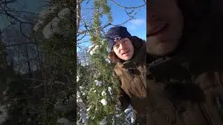 Dieser Strauch hat Bock auf Stress