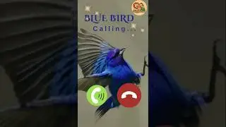 &ldquo;Too blue to be true! 💙 #BlueBird #ViralBirds #BirdLovers #CuteAnimals #NatureVibes&rdquo;#birds #shorts