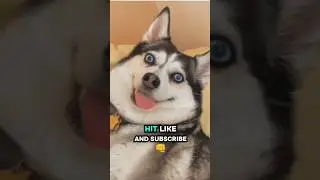 4 Reasons NOT to Own a Siberian Husky