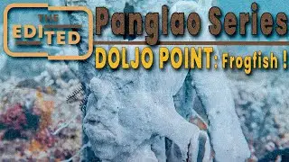 Panglao's BEST Marine Life: 30-Min Dynamic Dive at Doljo Point (Turtles, Frogfish & Fish ID!)