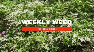 Chinese Privet