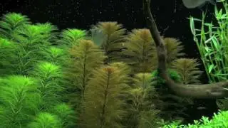Перистолистник Рорайма (Myriophyllum sp. Roraima)