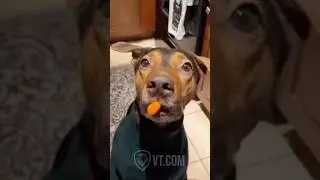 You Won&rsquo;t Believe How This Dog Eats Carrots 🥕😂