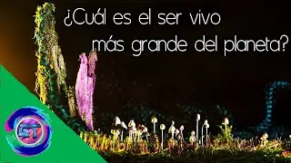 El Ser Vivo M&aacute;s Grande del Planeta: &iexcl;Te Sorprender&aacute;!