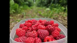 Raspberry Farm in New Zealand (Малиновая ферма в Новой Зеландии)