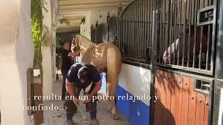 First time farrier for Asclepios