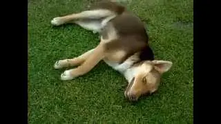 Moty&oacute;