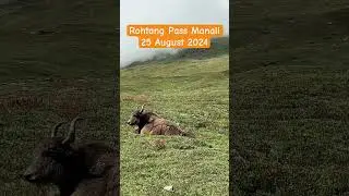 #rohtangpass #rohtang #manali #manalitrip #manalitourism #himachal #himachaltourism #tourism #trip