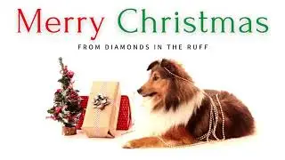 Merry Christmas From Diamonds in the Ruff