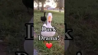 Duck Drama! ❤️ #duck #birds #toocute #cute #ducks #shorts #fyp #muscovyduck #funnyanimals