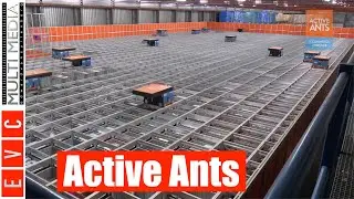 This is Active Ants International | Efulfilment champions