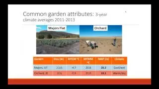 Verification of sagebrush subspecies from seed samples and successful restoration