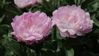 Пион Petite Elegance