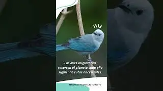 Aves MIGRATORIAS (Fernando Rodr&iacute;guez Estalayo)  #Sostenibilidad #MedioAmbiente  #campoo