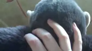 Chimp medical checkup *role play* close up ear,eyes,leg exam
